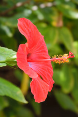 Red Hibiscus Flower facing right