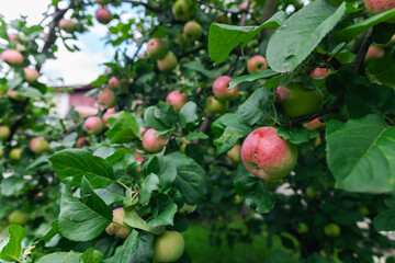 Close-up of a cluster of apples hanging from a tree branch. The apples are a mix of red and green, indicating they're ripening well. The surrounding leaves are vibrant.