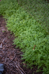 Gründüngung mit Phacelia, Garten im Herbst, Gemüseanbau
