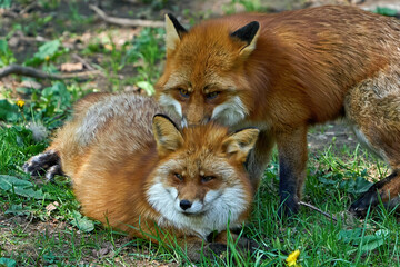Red fox (Vulpes vulpes)