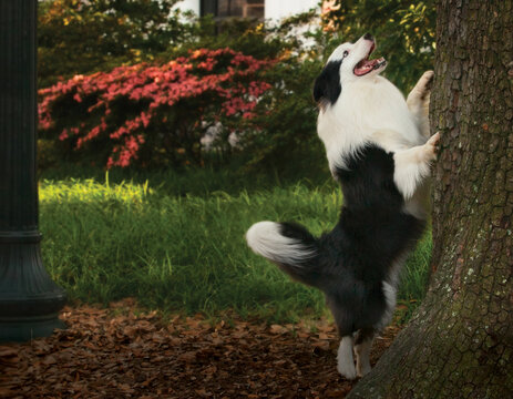 Border Collie barking up tree
