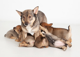 Dog nursing puppies