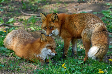 Red fox (Vulpes vulpes)