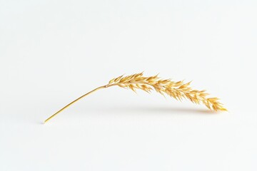 A close-up shot of a single golden grain of wheat isolated against a clean white background. Ideal for agricultural, nature, or organic food-related themes.
