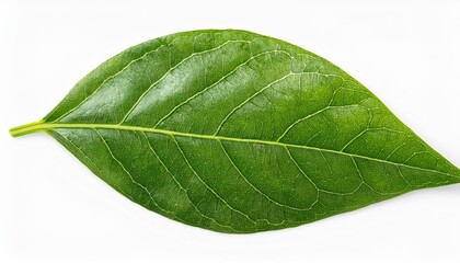 Obraz premium leaf close up