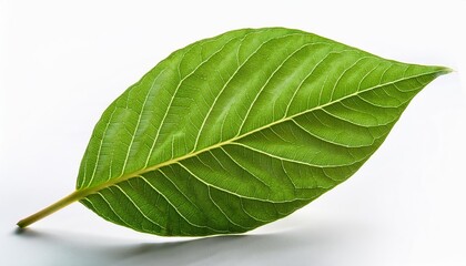 Fototapeta premium leaf close up