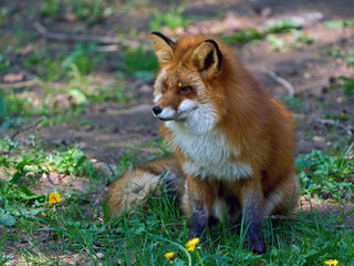 Red fox (Vulpes vulpes)