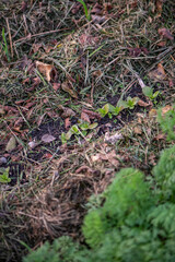 Garten im Herbst, Beet mulchen mit Grasschnitt,