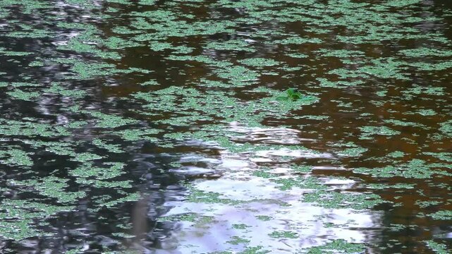 Reflection of trees in the water of a lake, on which aquatic plants Duckweed and Piscia float