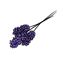 Bunch of lavender plant branches illustrated in vector style, isolated on a white background. Ideal for weddings, posters, cookbooks, cosmetics packaging, and invitation postcards.