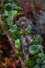Baumstamm mit Hauswurz bepflanzen, kreativ mit Sukkulenten, Dekoration im Herbst, Basteln
