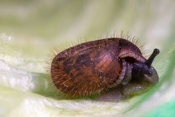 Helicodonta obvoluta, la lumaca pelosa.