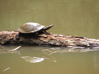 A chinstrap turtle on a fallen tree trunk in the middle of a pond