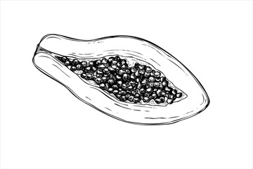 Half juicy papaya with seeds hand drawn vector isolated drawing painted by black inks. Exotic sweet cut pawpaw fruit realistic graphic sketch illustration. Tropical plant top view for poster