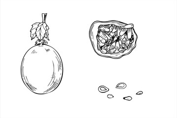 Passion fruit vector isolated illustration set painted by black inks. Whole and half exotic tropical maracuja with seeds Passiflora plant engraving drawing for menu or dessert package decor