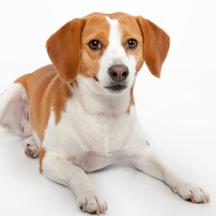 Beagle in studio looking at camera