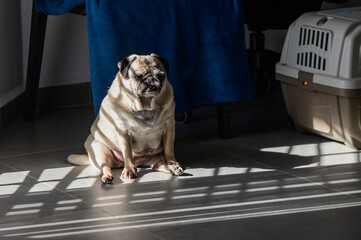 Pug resting in a sunlit room with soft shadows on the floor during a peaceful afternoon at home