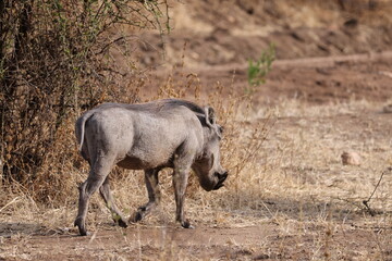 Close-up image of a warthog, also known as 'Pumba' in Swahili, roaming the open savannah of Tanzania. The photo captures the distinctive features of this wild animal, including its upward-curved tusks