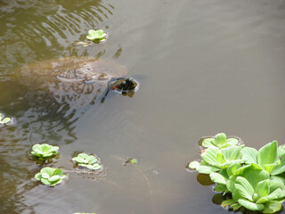 A small turtle with its head out of the water in a pond