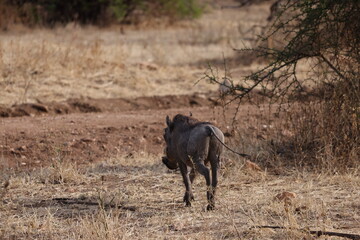 Fototapeta premium Close-up image of a warthog, also known as 'Pumba' in Swahili, roaming the open savannah of Tanzania. The photo captures the distinctive features of this wild animal, including its upward-curved tusks