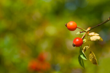 autumn harvest, red rose hips on a twig close-up