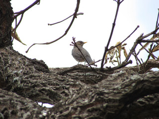 A mockingbird perched on a tree on a cloudy day