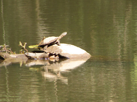 Two turtles on top of a fallen tree trunk in a pond