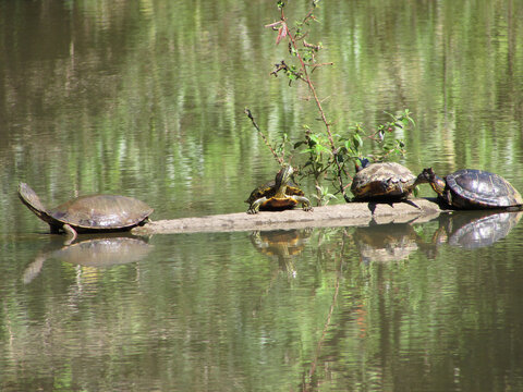 A family of turtles on top of a fallen tree trunk in a pond