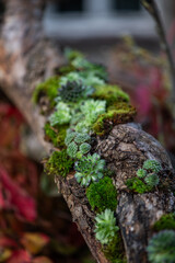Baumstamm mit Hauswurz bepflanzen, kreativ mit Sukkulenten, Dekoration im Herbst, Basteln