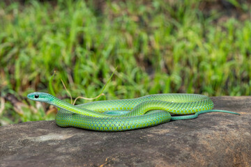 A beautiful Western Natal Green Snake (Philothamnus occidentalis) on a large rock in the wild