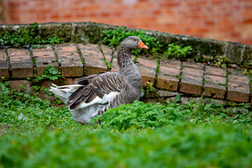 Graugans (Anser anser) ruht im grünen Gras vor einer Ziegelmauer