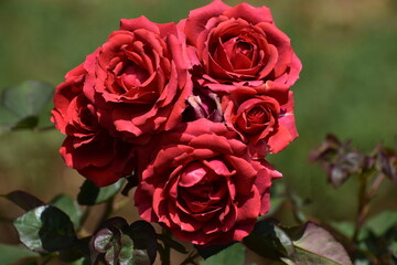 A vibrant bunch of roses, their delicate petals in full bloom, showcases a mix of rich colours and soft textures. The lush, fresh flowers exude elegance and romance.