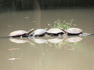 A family of turtles on top of a fallen tree trunk in a pond