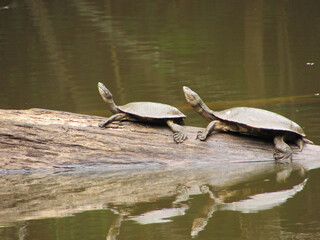 Fototapeta premium Two turtles on top of a fallen tree trunk in a pond