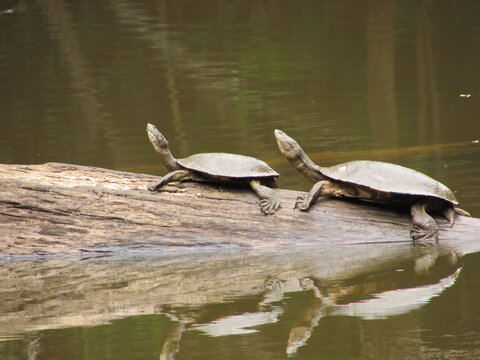 Two turtles on top of a fallen tree trunk in a pond