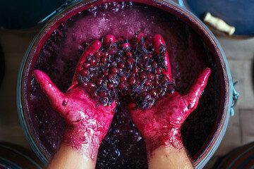 Close-up of hands stained with grape juice, holding freshly crushed grapes during the winemaking...