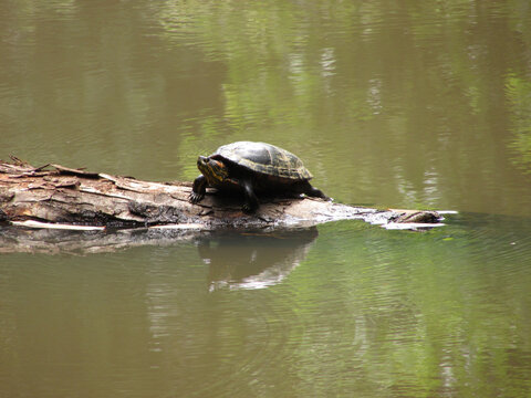 A turtle on a fallen tree trunk in the middle of a pond