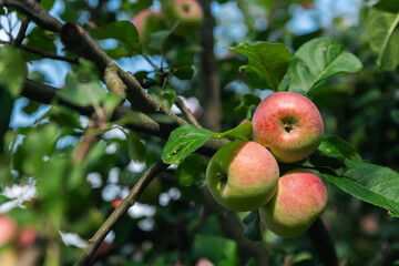 Close-up of a cluster of apples hanging from a tree branch. The apples are a mix of red and green, indicating they're ripening well. The surrounding leaves are vibrant.