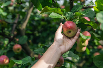 An organic orchard on a farm. Person reaching for an apple on a tree. The apples look ripe and ready to be picked, with a lovely red and green hue. The leaves and branches are lush and healthy.