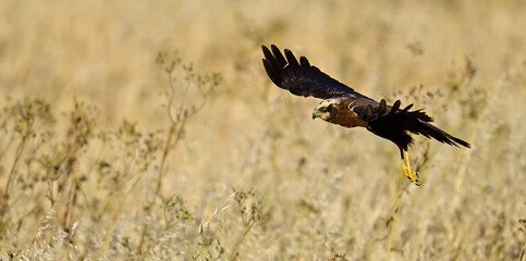 Rohrweihe - Weibchen // Western marsh harrier - female (Circus aeruginosus) 