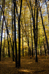 The play of light in the foliage of trees on a fine day in an autumn park. Rays of sun and shadows...