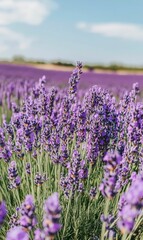 Obraz premium Purple lavender flowers in a field.