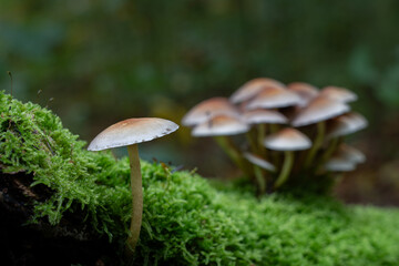 Unberührte Pilze, ideal für Themen aus den Bereichen Natur, Naturschutz und wissenschaftliche...