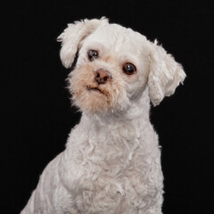 Headshot of dog on black background