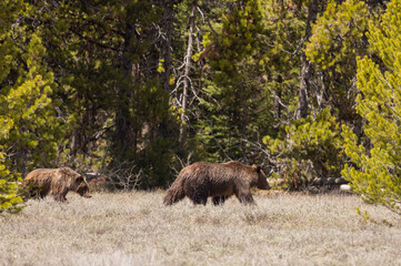 Grizzly Bear Sow and Cub in Grand Teton National Park Wyoming in Springtime