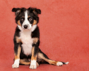 Fototapeta premium Border Collie Puppy in Studio on isolated red studio background