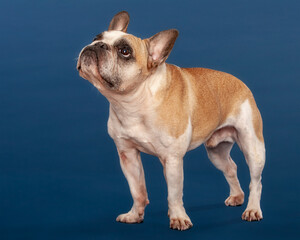 French Bulldog on blue studio isolated background