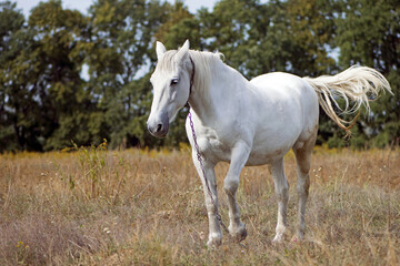 Obraz premium white horse on dry grass in the field. Arabian horse, white horse stands in an agriculture field with dry grass in sunny weather. strong, hardy and fast animal.