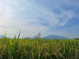 Rice fields that are already yellow and ready to be harvested with a background of mountains and blue sky. With negative space