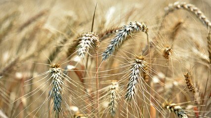 Fototapeta premium The concept of a rich harvest. Wheat field with ears of golden wheat. Beautiful agricultural fields sunset landscape. Ripe ears rural nature scenery background. close-up, selective focus